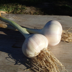 BIO česnek, min. 500 g