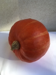 BIO dýně Hokkaido cca 1,5 kg
