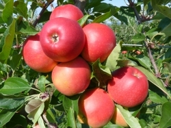 Bio jablka různé druhy 3kg